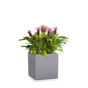 Lechuza Canto 30 Planter